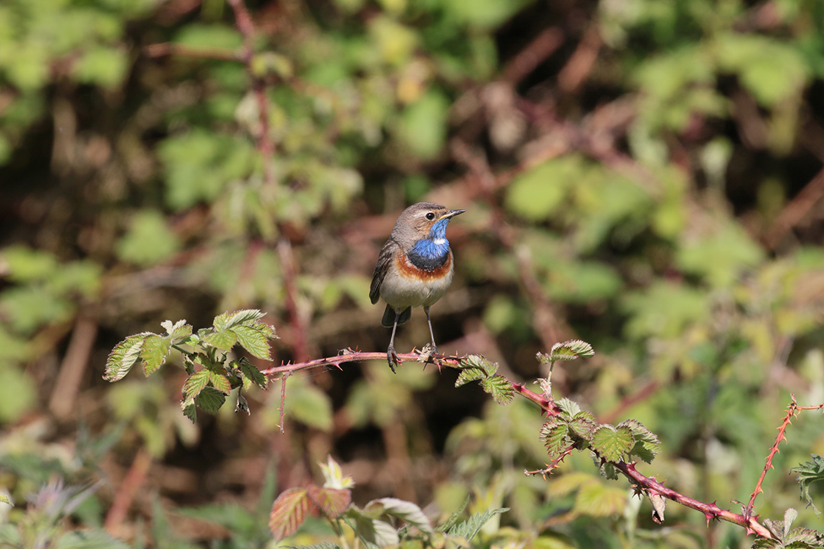 Blauwborst